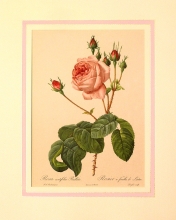 Rose mode 06